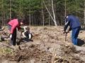 Педагоги гимназии приняли участие в акции «Неделя леса»